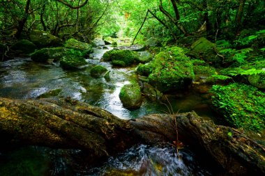 Iriomote ada ormanda