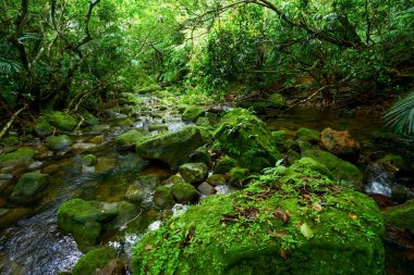 Iriomote ada ormanda