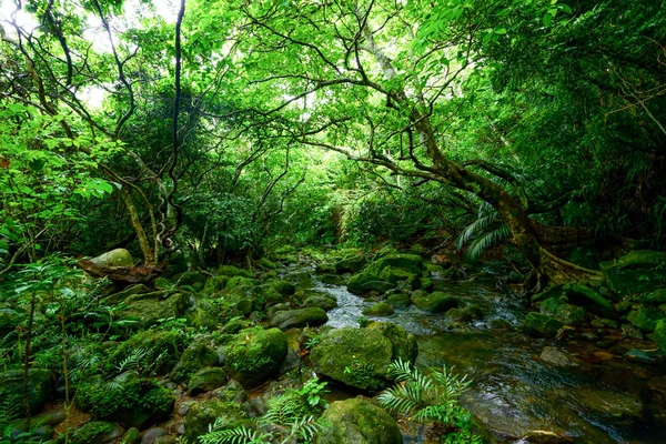 Viidakko Iriomote Saari — kuvapankkivalokuva