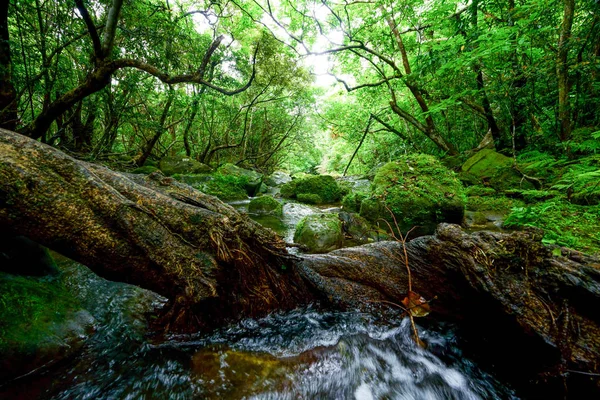 Giungla Nell Isola Iriomote — Foto Stock