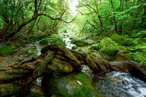 Dschungel Auf Iriomote Insel — Stockfoto