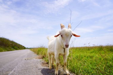 keçi hateruma Adası