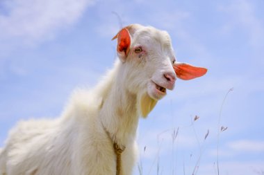 keçi hateruma Adası