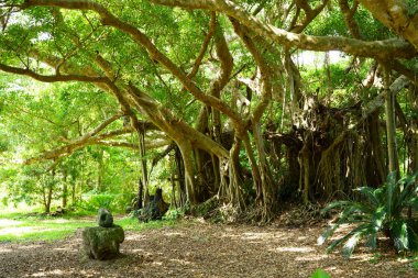 büyük banyan ağacını Ishigaki Adası