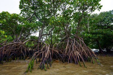 mangrov Iriomote Adası