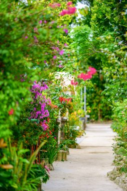 okinawa sokakta ağaç