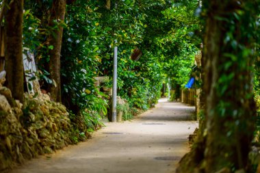 okinawa sokakta ağaç