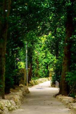 okinawa sokakta ağaç