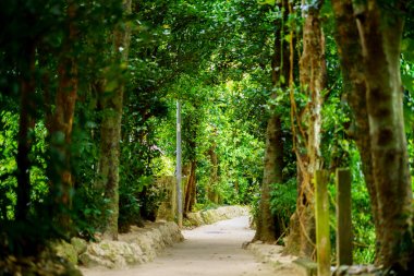okinawa sokakta ağaç