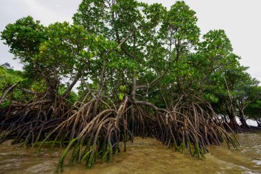 mangrov Iriomote Adası