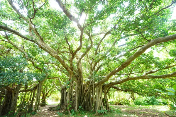 Grande Banyan Árvore Okinawa — Fotografia de Stock