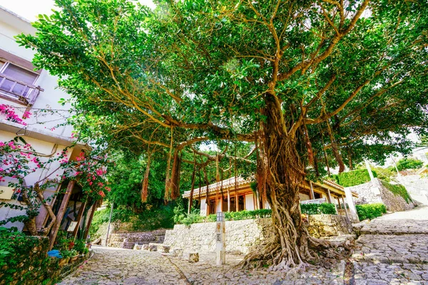 Gran Árbol Banyan Okinawa — Foto de Stock