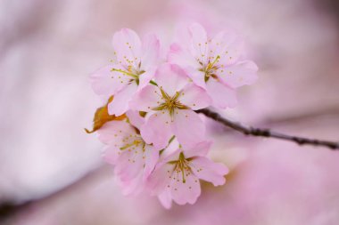 İlkbaharda kiraz çiçekleri