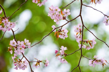 İlkbaharda kiraz çiçekleri