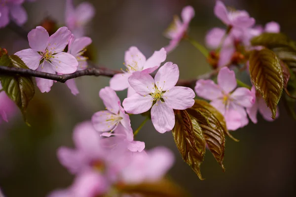 Fiori Ciliegio Primavera — Foto Stock