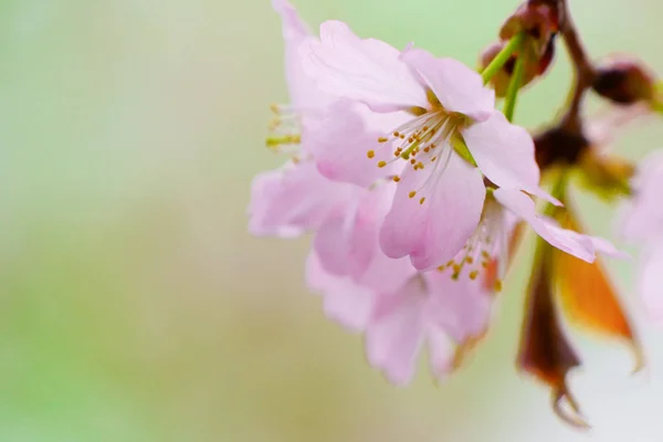 Flores Cerezo Primavera — Foto de Stock