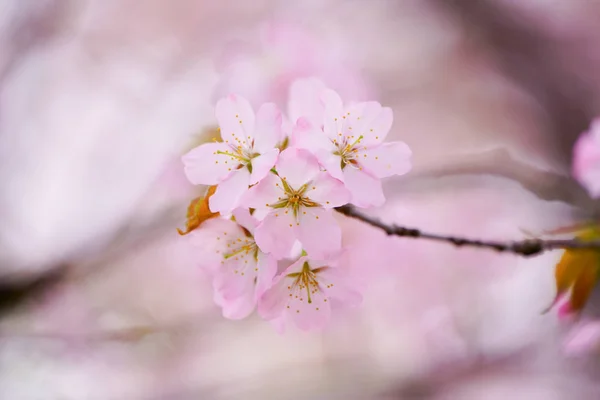 Fiori Ciliegio Primavera — Foto Stock