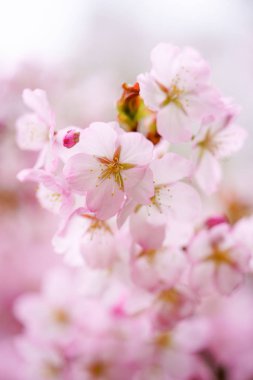 İlkbaharda kiraz çiçekleri