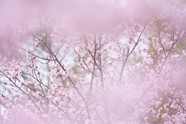 벚꽃은 — 스톡 사진