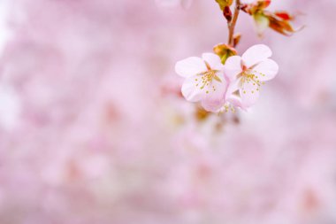İlkbaharda kiraz çiçekleri