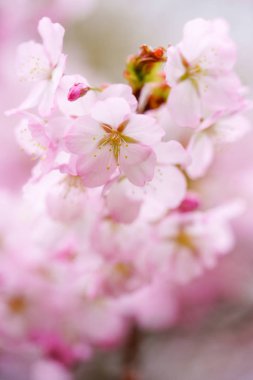 İlkbaharda kiraz çiçekleri
