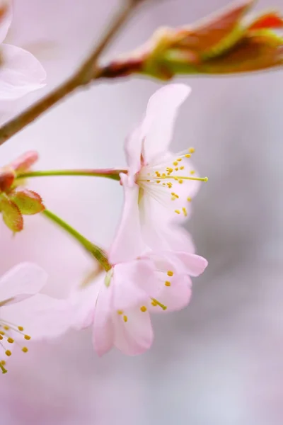 Cherry Blossoms Spring — Stock Photo, Image