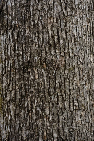 Δέρμα Του Δέντρου Άνοιξη — Φωτογραφία Αρχείου