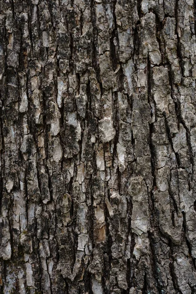 Δέρμα Του Δέντρου Άνοιξη — Φωτογραφία Αρχείου