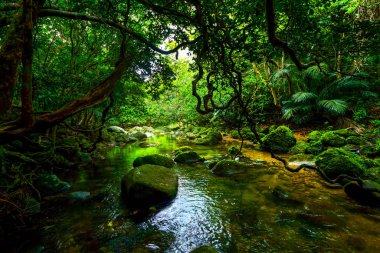 Iriomote ada ormanda