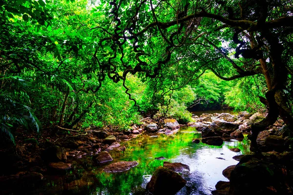 Iriomote ada ormanda