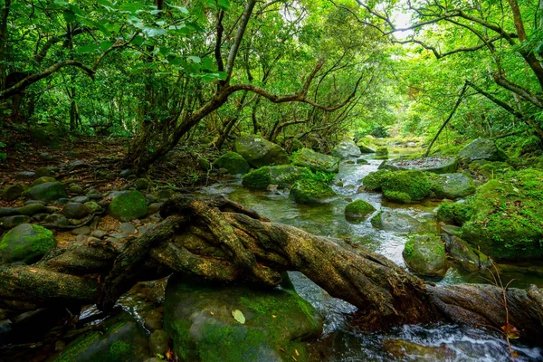 Giungla Nell Isola Iriomote — Foto Stock