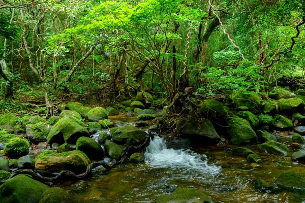 Jungle Sziget Iriomote Szigeti — Stock Fotó