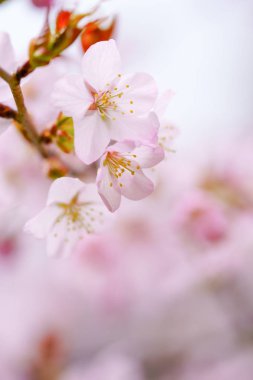 İlkbaharda kiraz çiçekleri