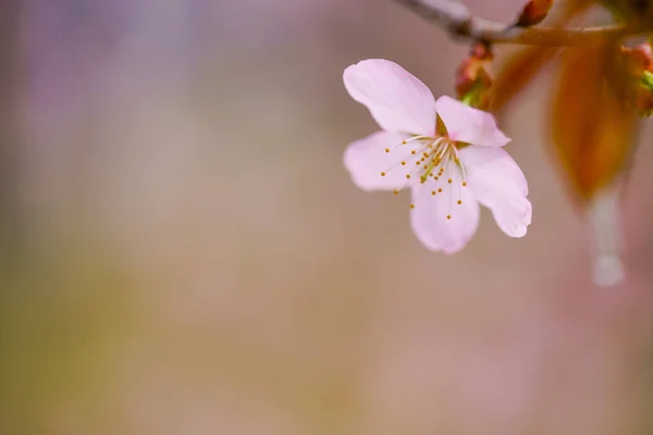 Fiori Ciliegio Primavera — Foto Stock