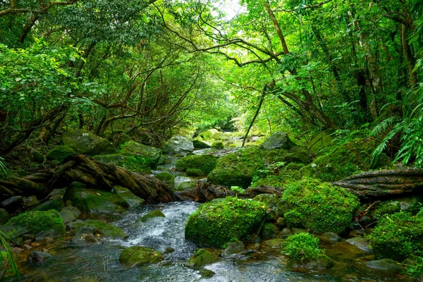 Dschungel Auf Iriomote Insel — Stockfoto