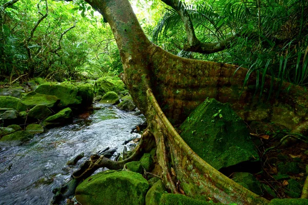 Jungle Dans Île Iriomote — Photo