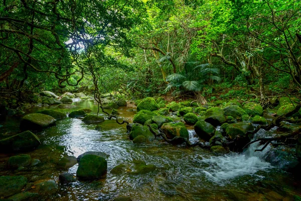 Selva Ilha Iriomote — Fotografia de Stock