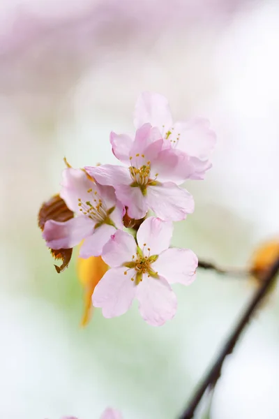 Chery Blssoms Spring — Stock Photo, Image