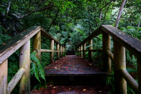 Camino Selva Tropical —  Fotos de Stock