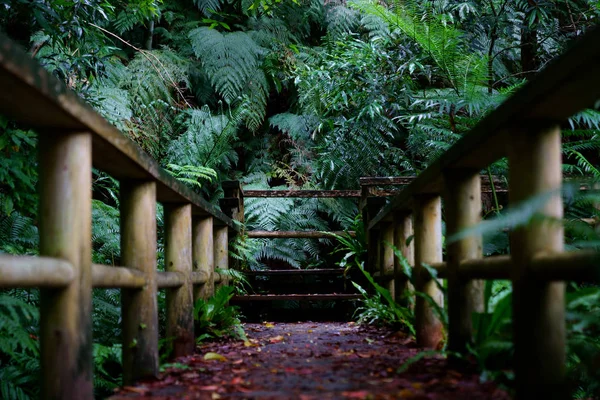 Дорога Джунглях Тропических Лесов — стоковое фото