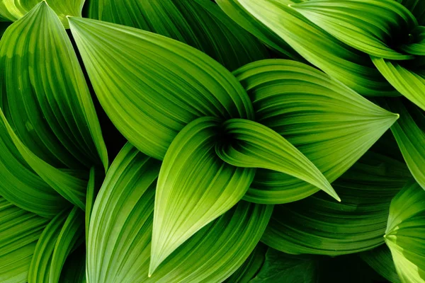 False Helleborine Primavera — Foto Stock