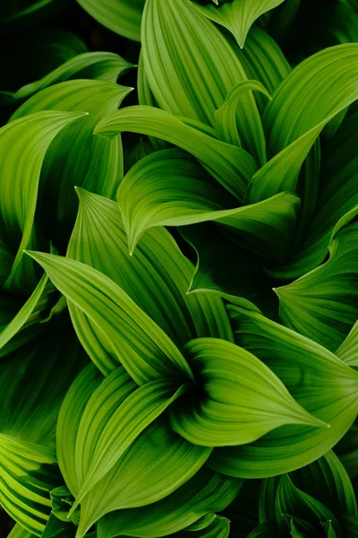 False Helleborine Primavera — Foto Stock