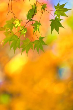 Japonya'da sonbahar yaprakları