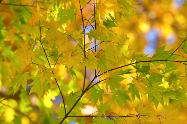Осенние Листья Японии — стоковое фото
