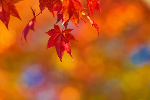 Folhas Outono Japão — Fotografia de Stock