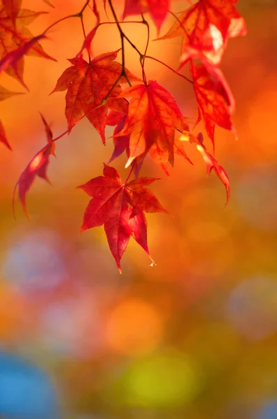 Folhas Outono Japão — Fotografia de Stock