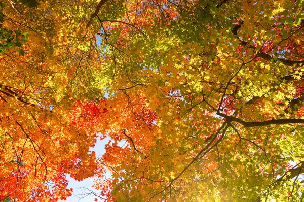 Autumn Leaves Japan — Stock Photo, Image