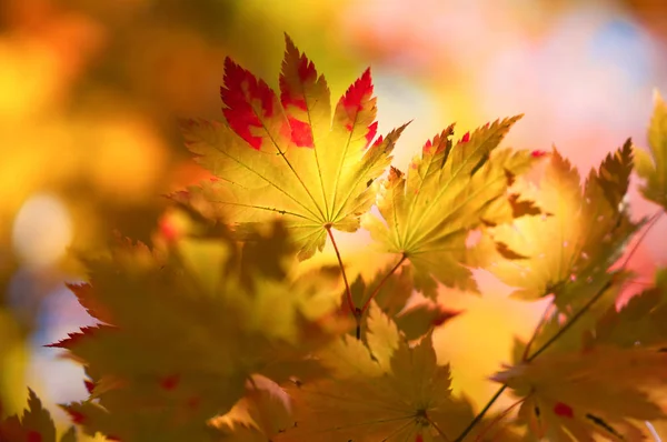 Podzimní Listí Japonsku — Stock fotografie