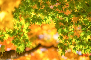 Hokkaido'da sonbahar yaprakları