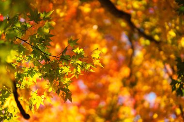 Hokkaido'da sonbahar yaprakları